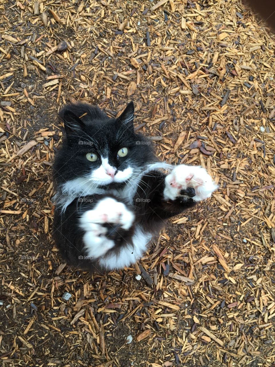 Kitty looking for a hug