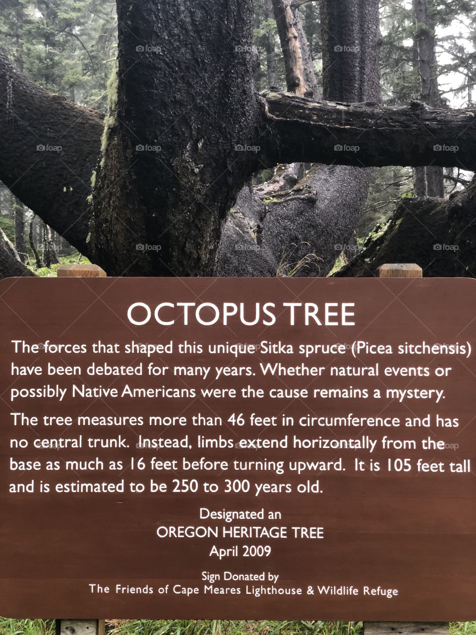 Octopus Tree Sign