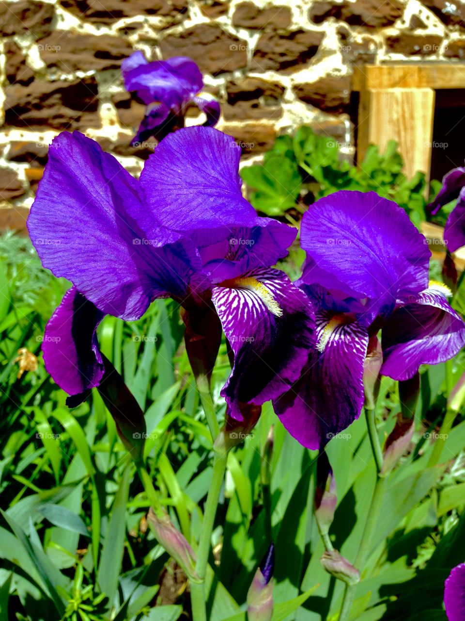 Purple irises 