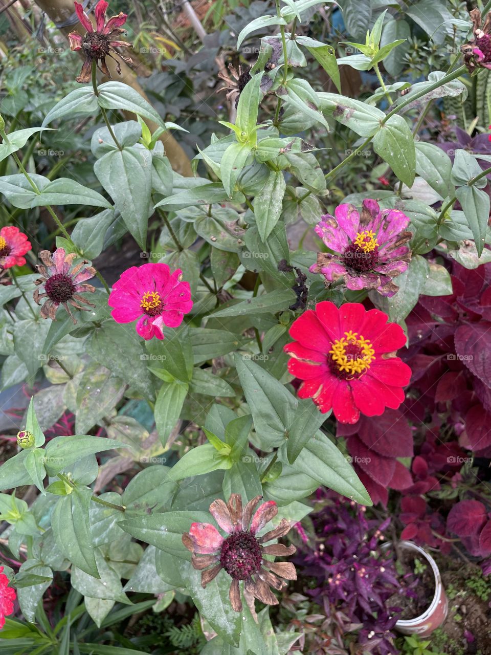 Flower damage process