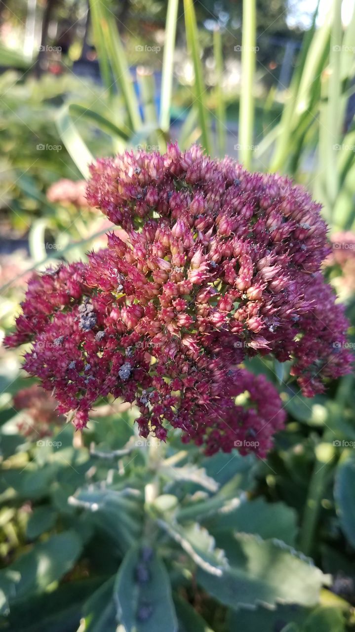 up close fall sedum