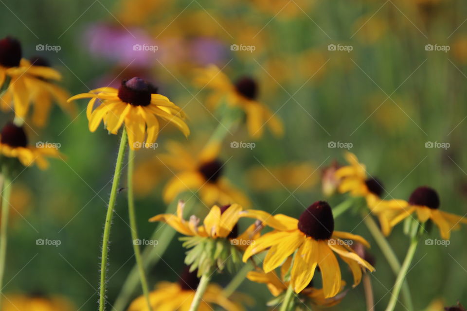 Wild flowers in field 