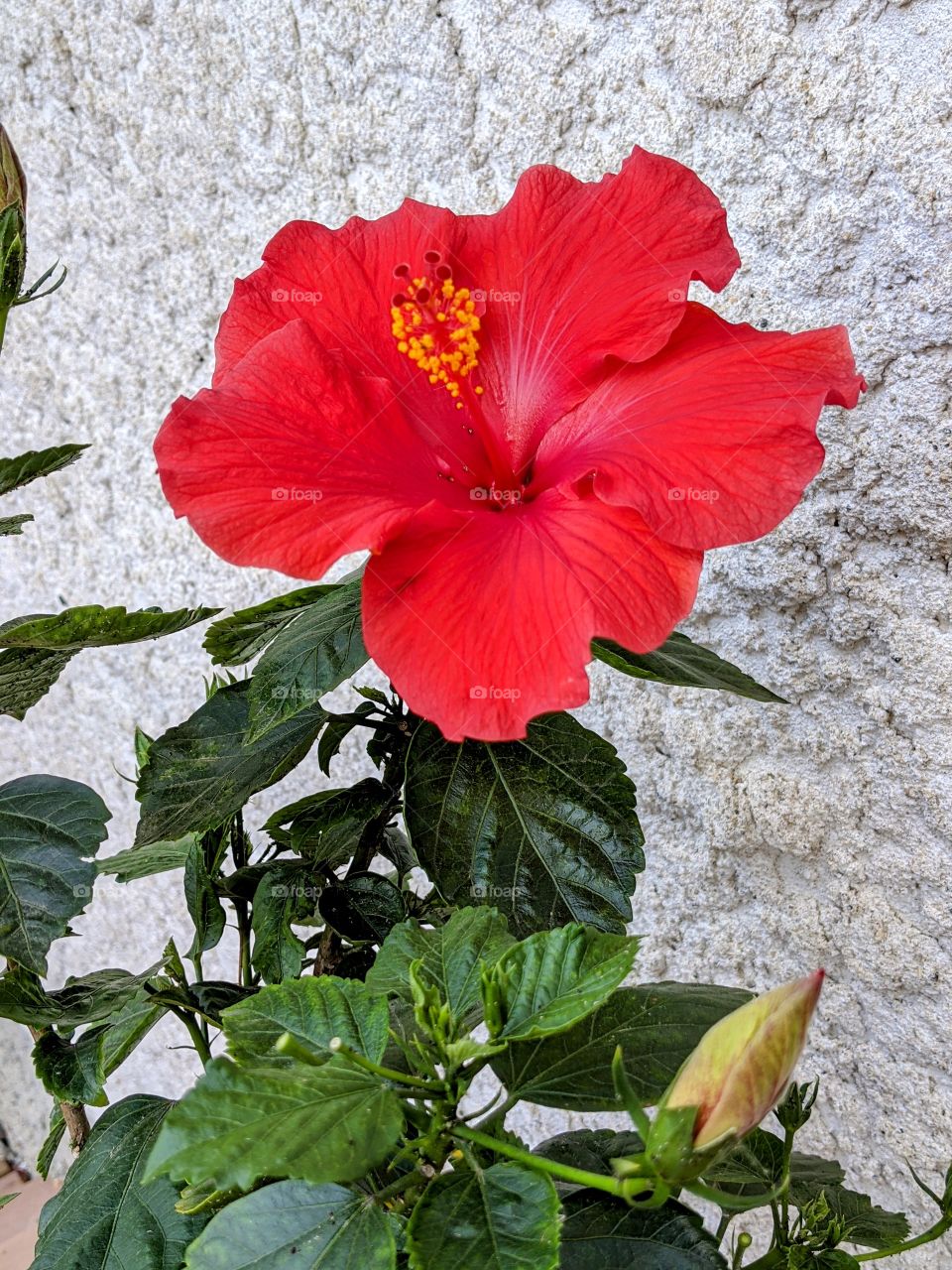 Blooming Hibiscus