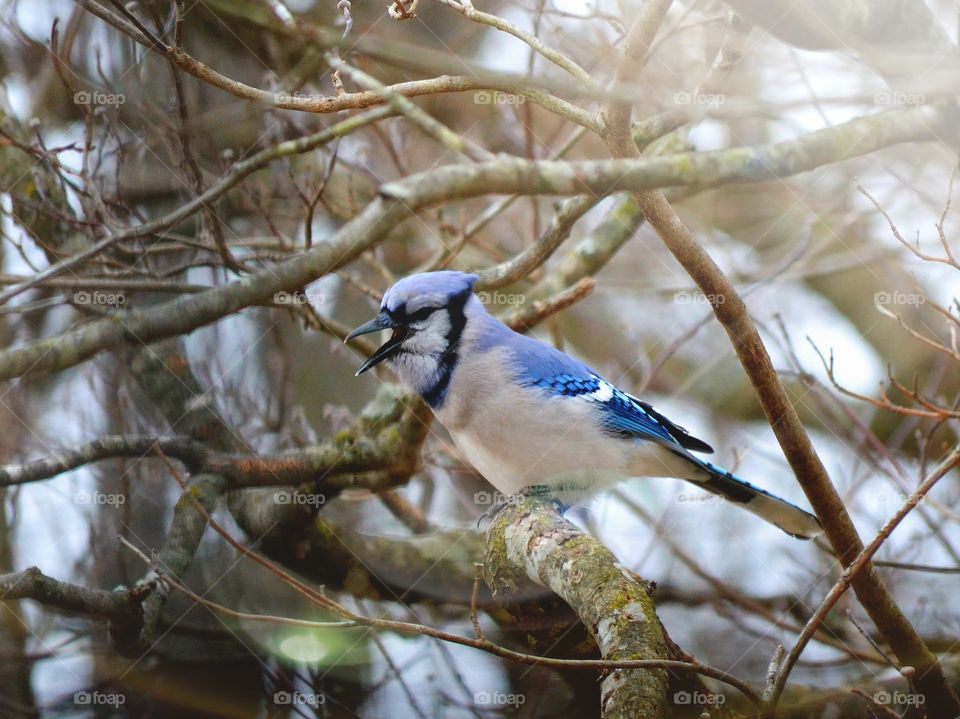 blue Jay