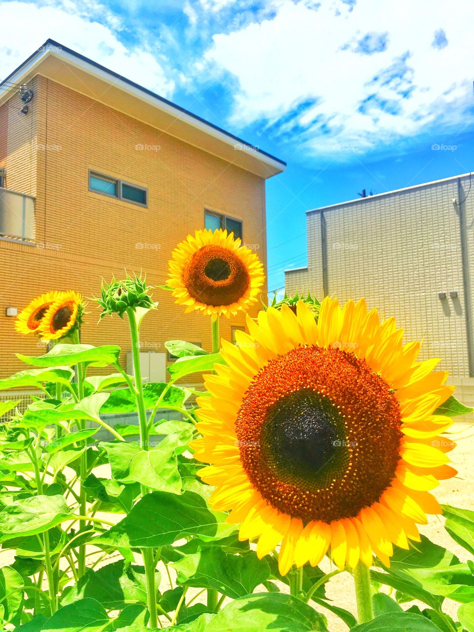 sunflower in summer🌼
