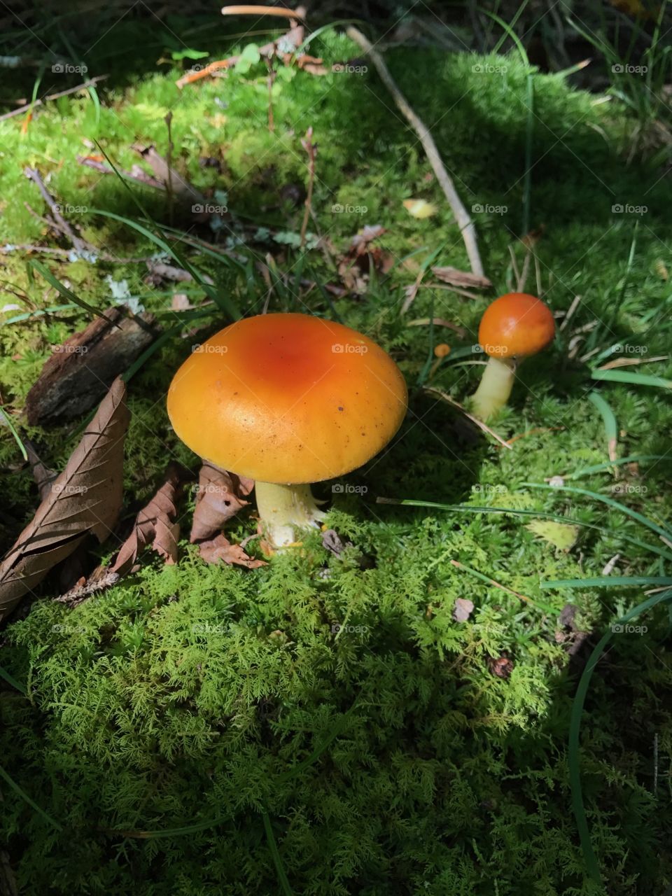 Mushrooms in Grayson Highlands State Park, North Carolina, USA