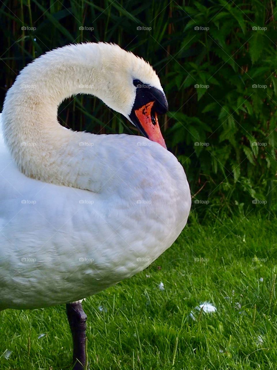 Swan