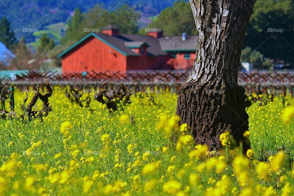 Ground level view of the mustard plants growing in a Napa Valley vineyard. 
