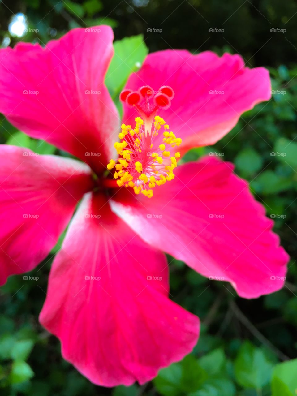 Tropical hibiscus flower bright hot pink closeup background image 