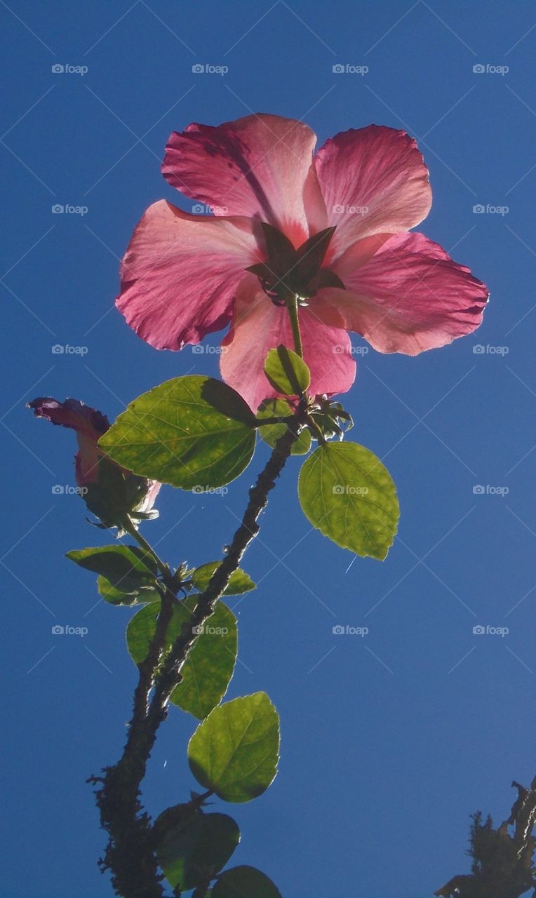 PLANT, GARDEN, LEAVES, FLOWERS, ENVIRONMENT.