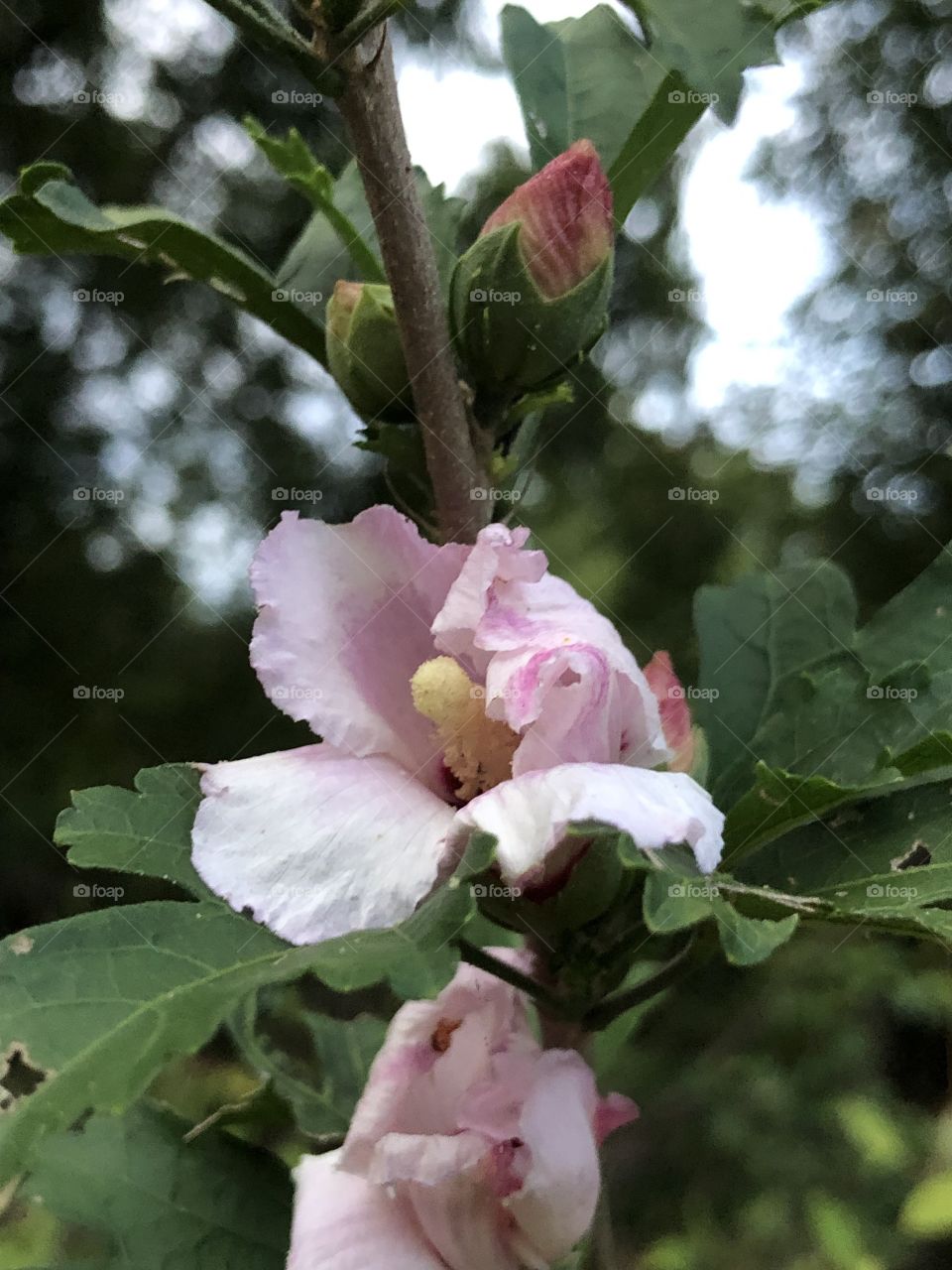Wild rose of Sharon 