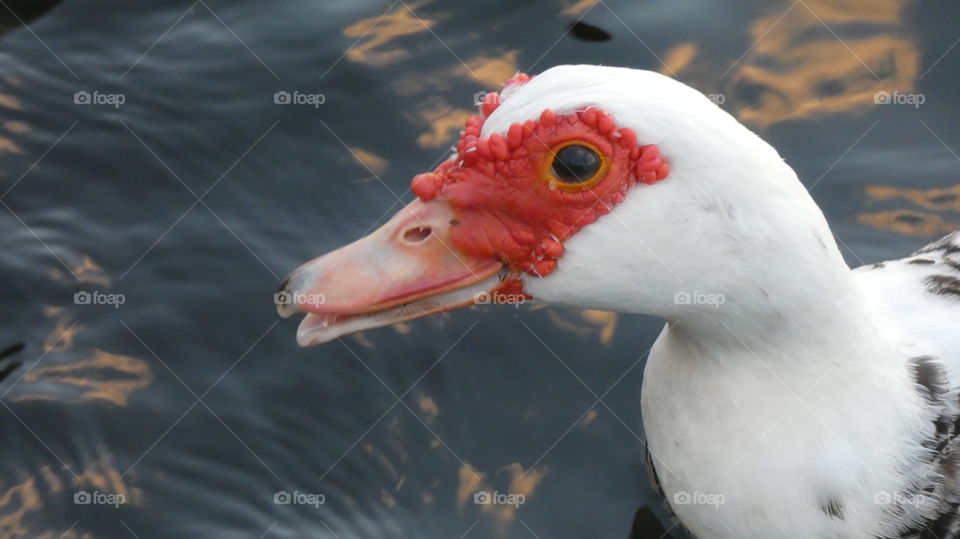 muscovy duck
