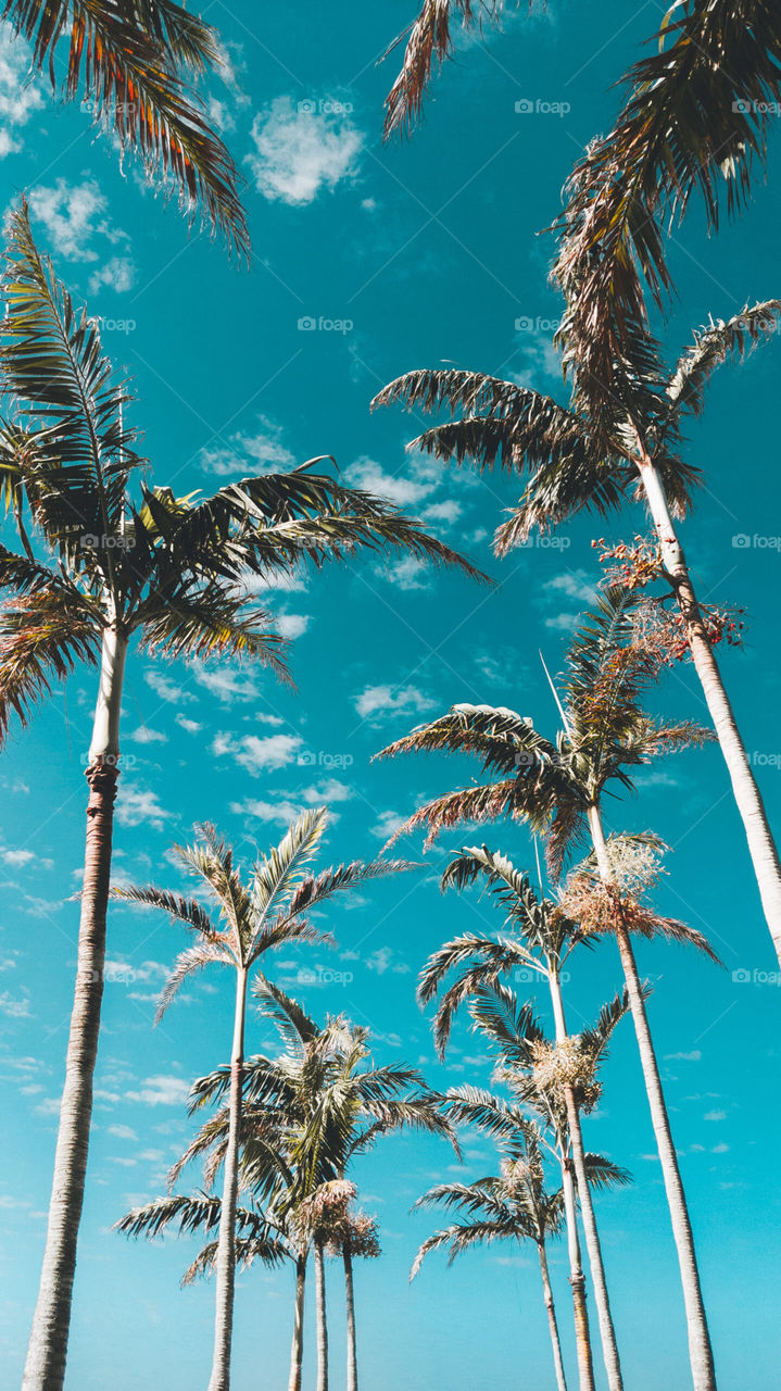 palm tree