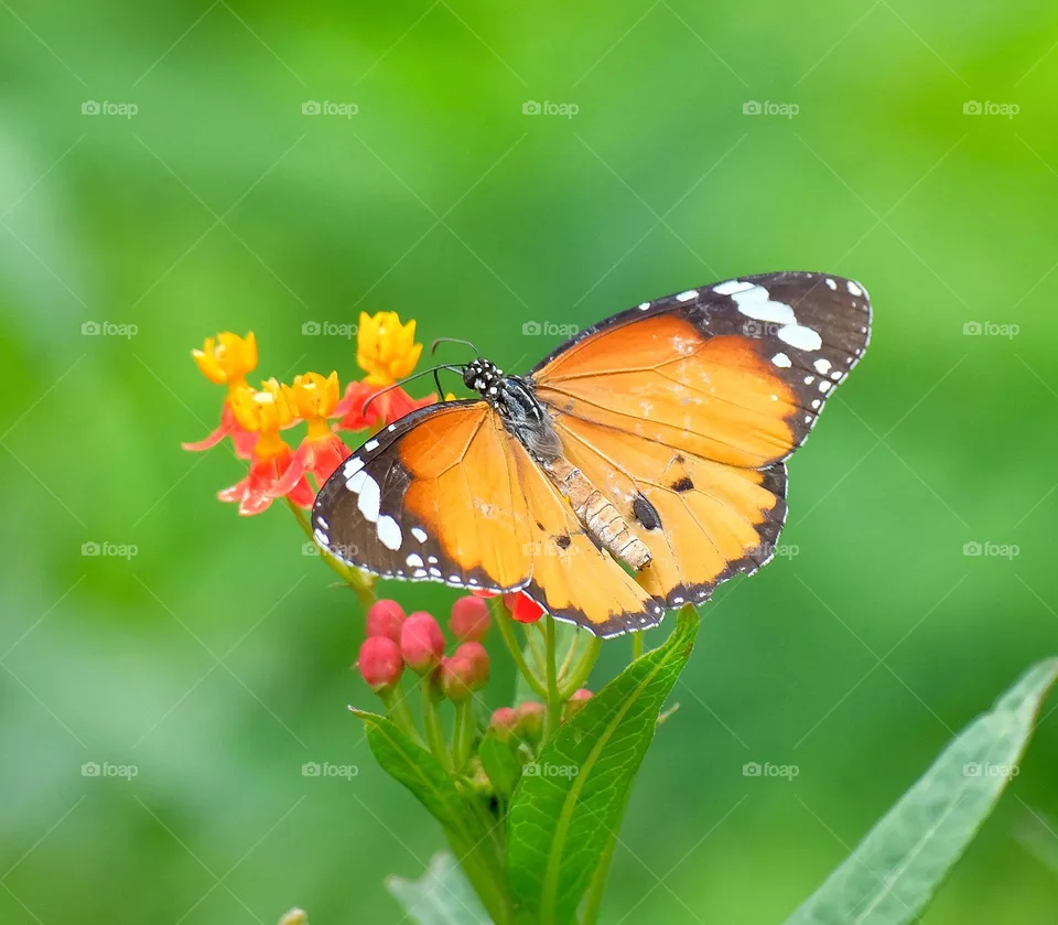 colorful butterfly