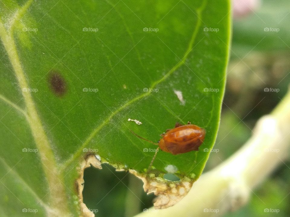 insect over the leaf