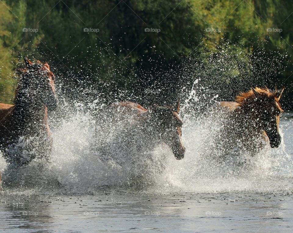 Wild Horses Running in River