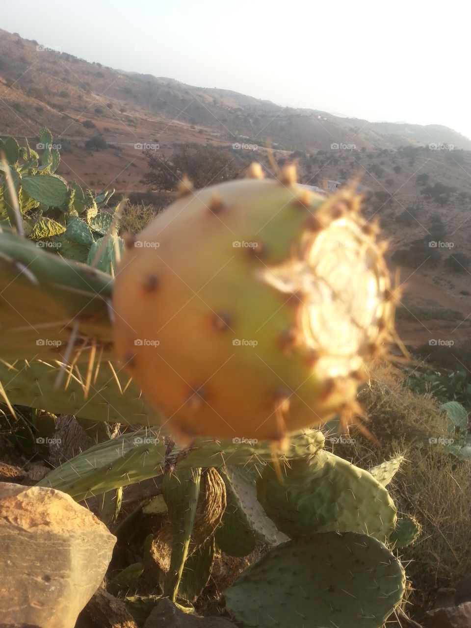 cactus fruit