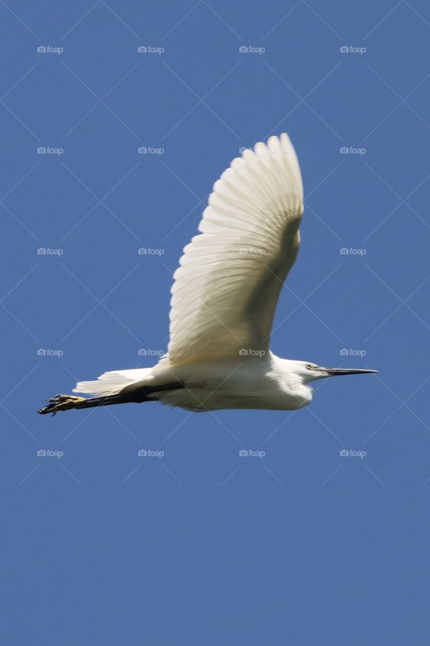 Egret