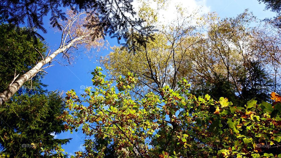 Looking up. Looking up on the forest