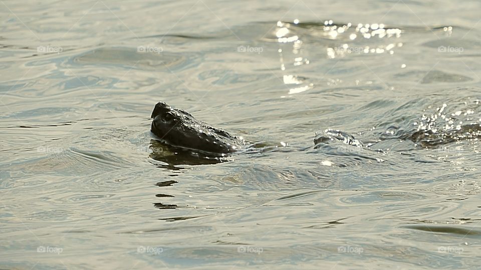 Huge Snapping Turtle pops his head