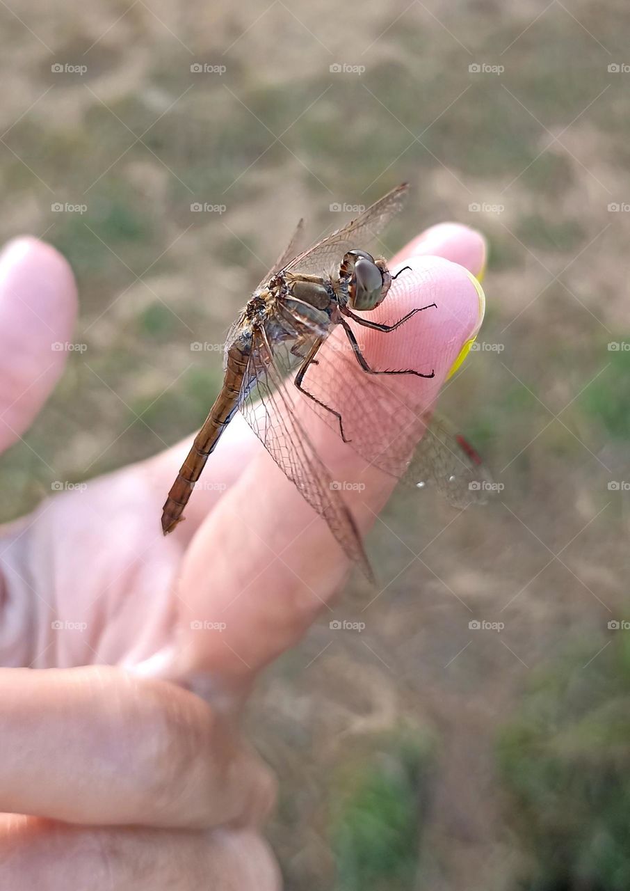 dragonfly on a female hand close up mobile photography