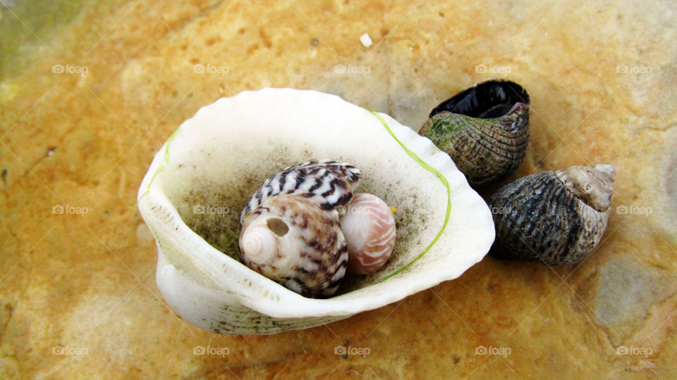 Seashell close up