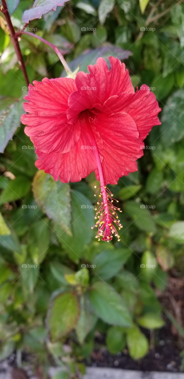 tiny hibiscus flower