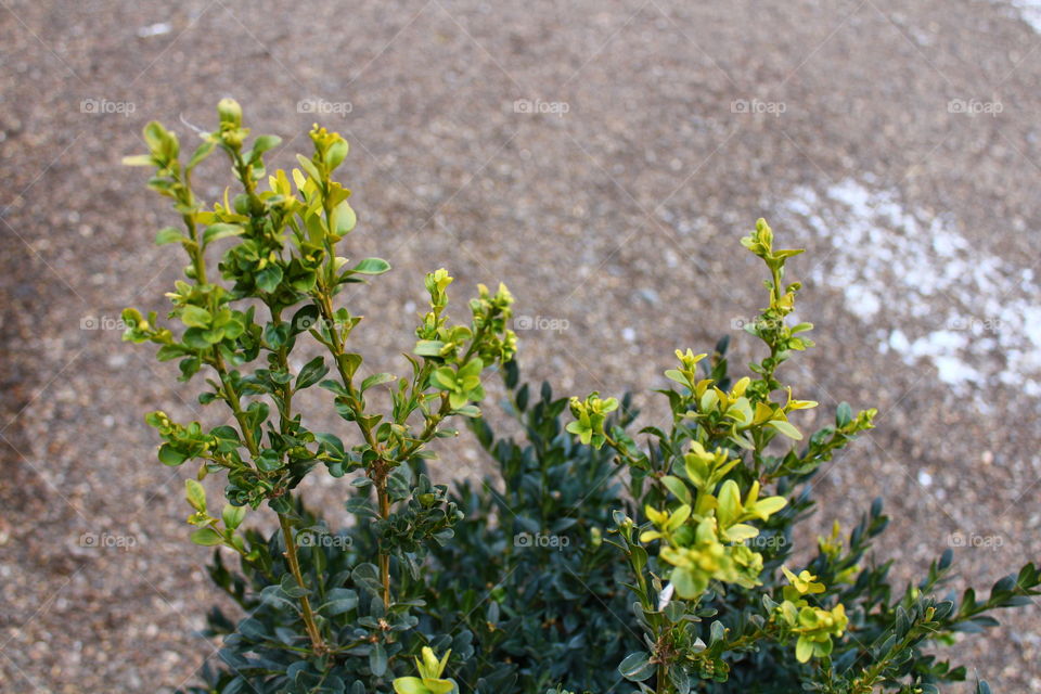 Close-up macro shot of green plant