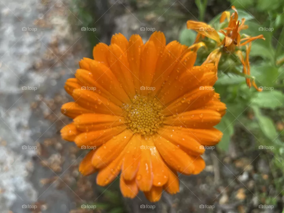 Flowering beautiful 