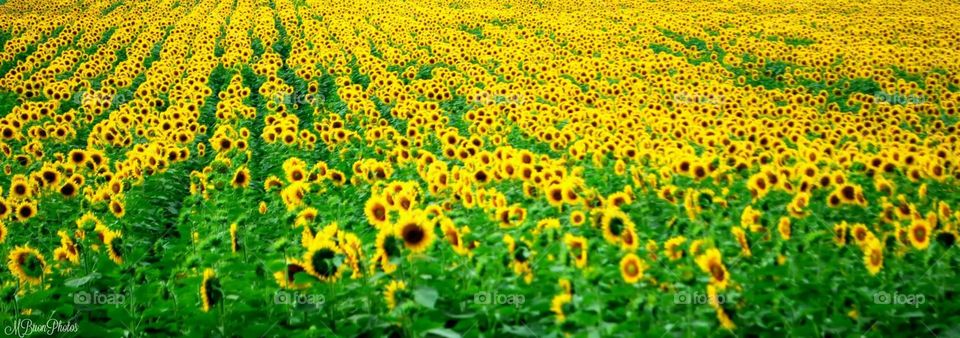 Fields of sunflowers