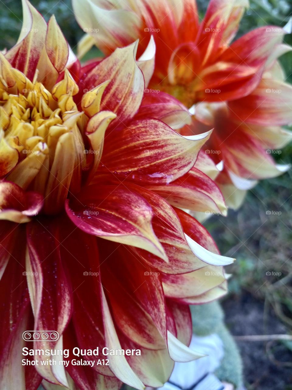 just a gnome photo bombing the dahlias