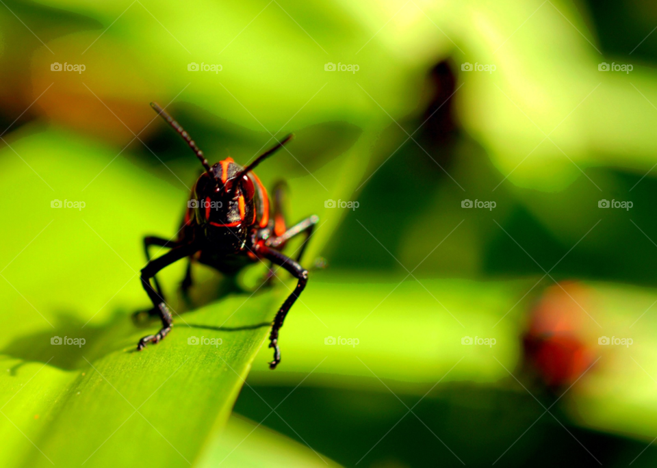 nature ladybug grasshopper eying by lightanddrawing