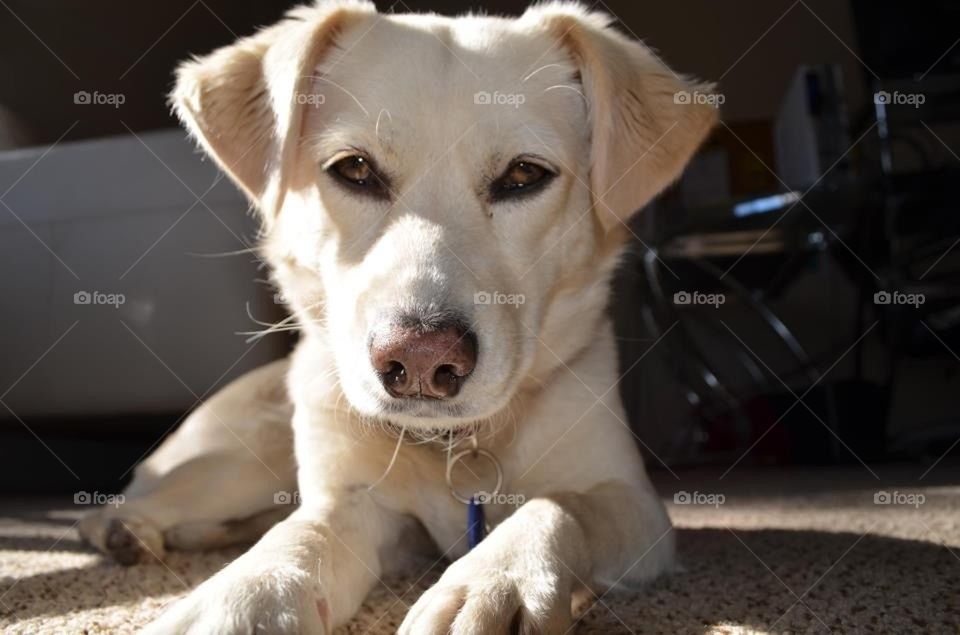 White female corgidor