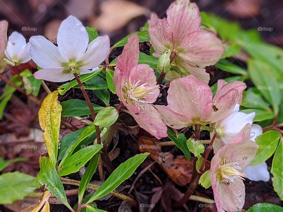 Hellabores, the first to bloom in Winter