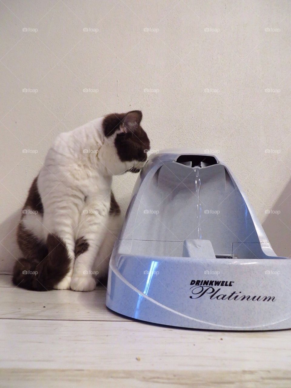 Cat fountain