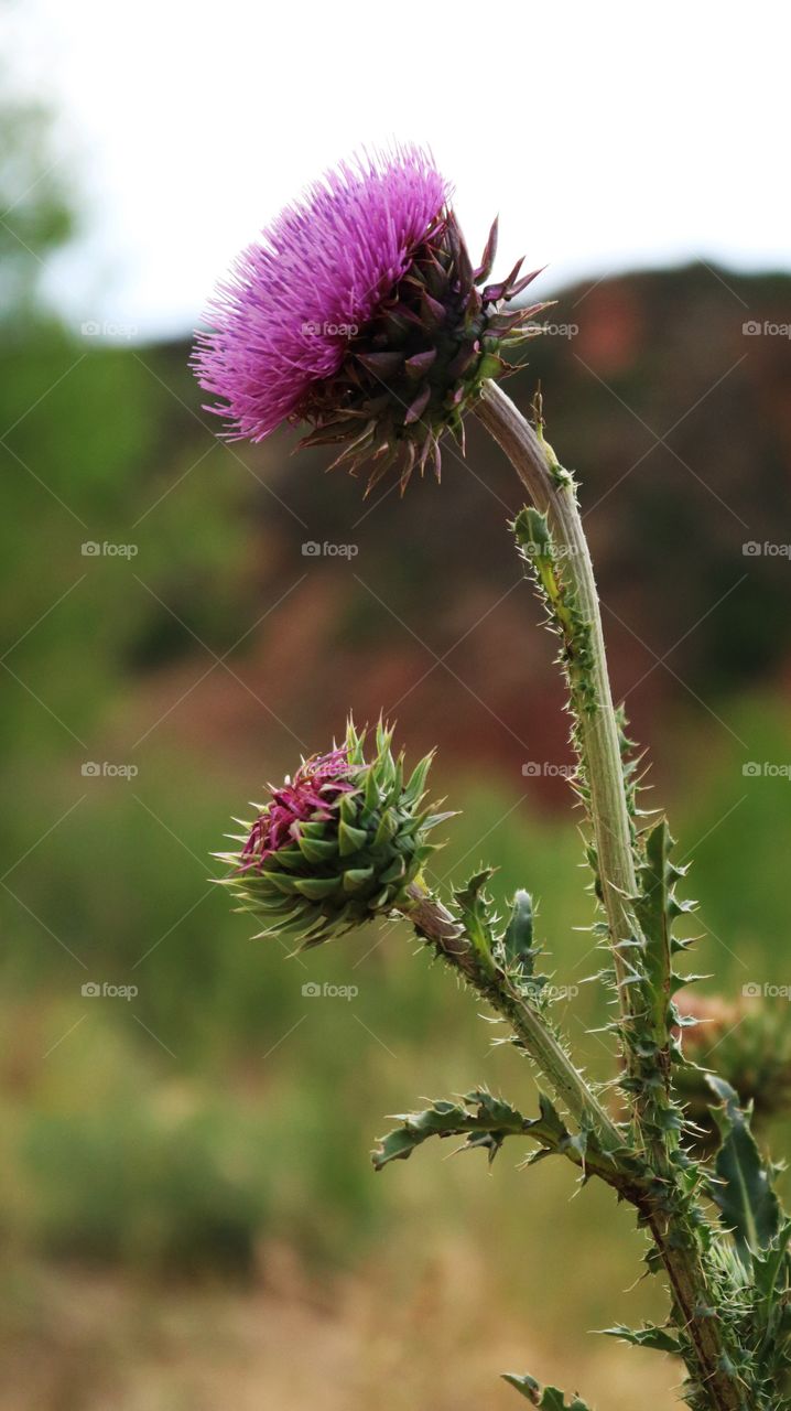Thistle 3