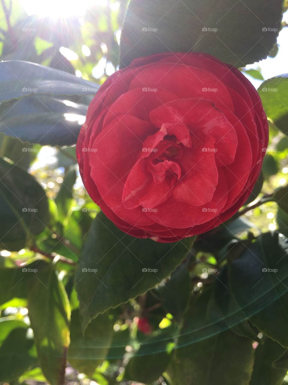 A red flower saying good morning to the people who live in LA.