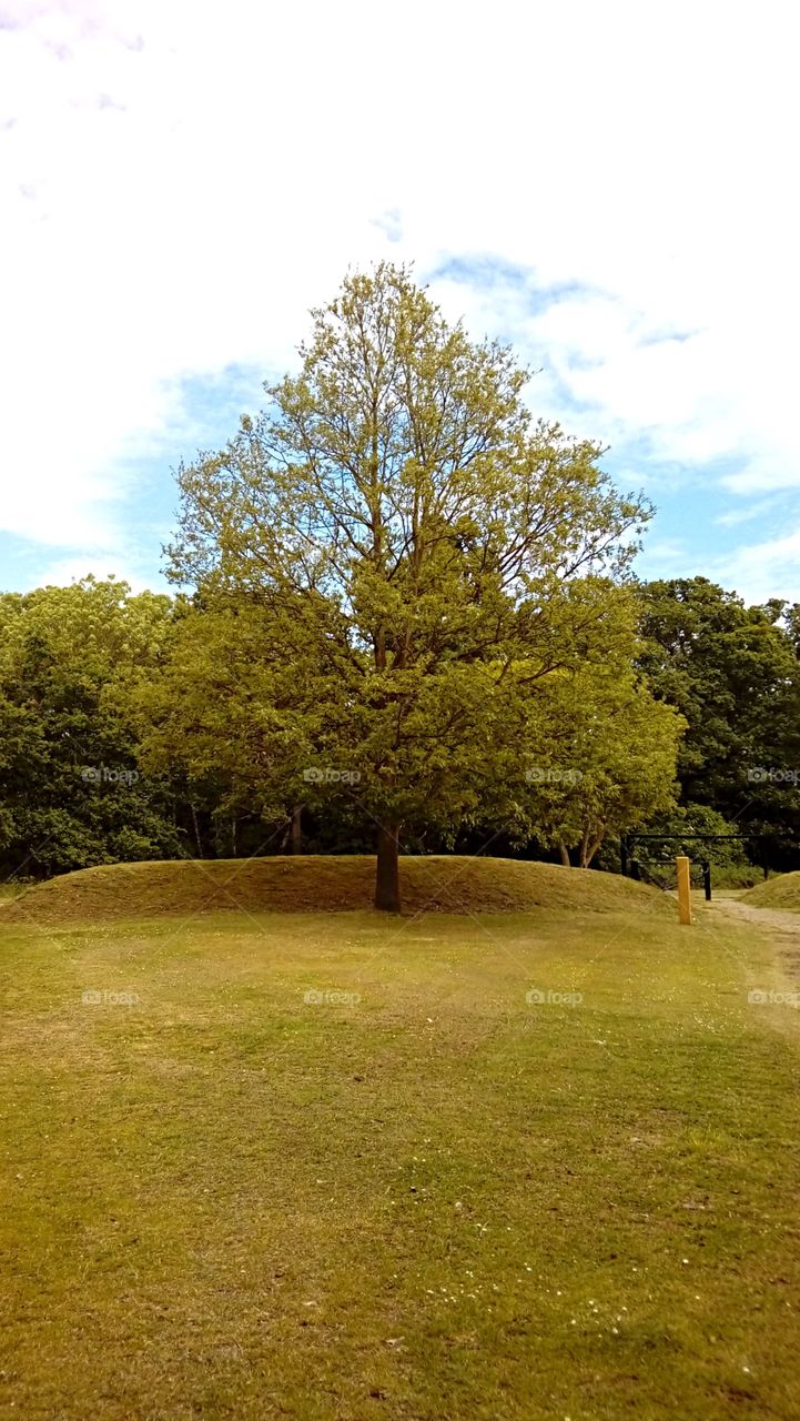 Beautiful lone tree