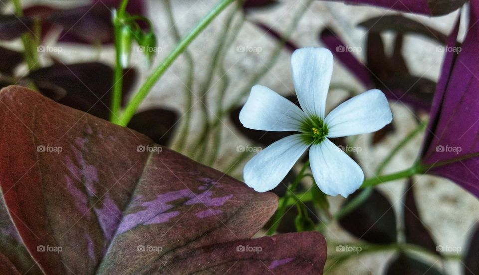 decorative plant