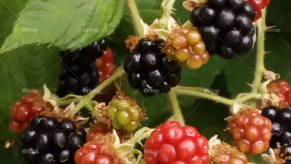 BlackBerry Bush ready for picking