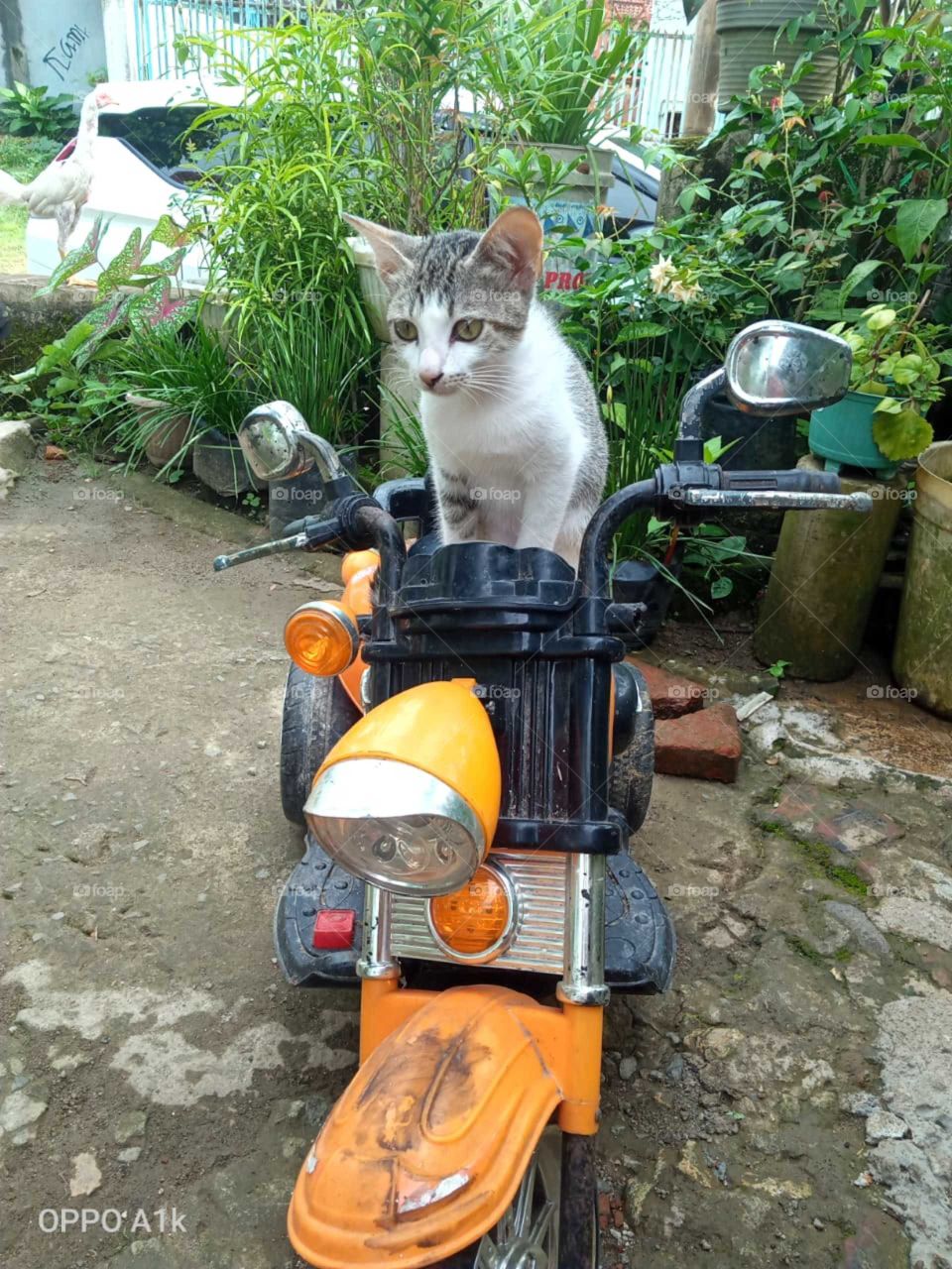 this cat doesn't seem to want to get off the motorcycle battery and seems to want to ride alone