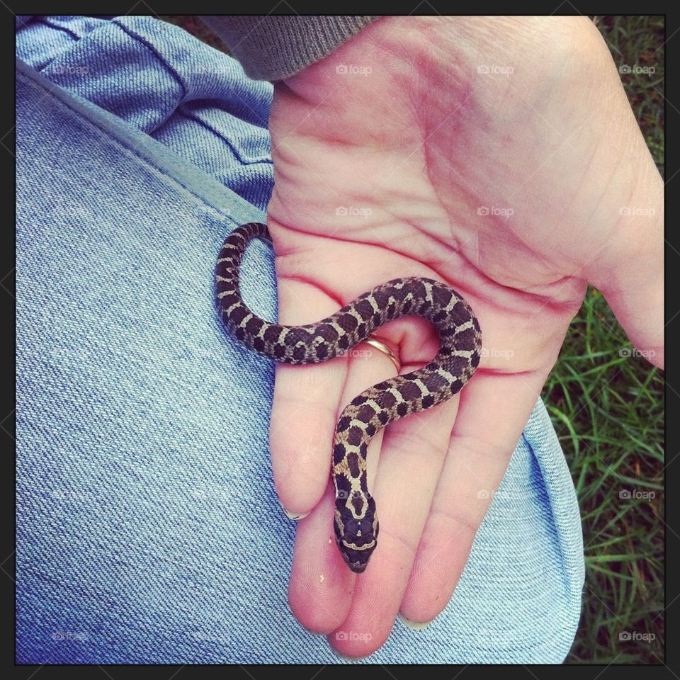 snake hog nose snake hog-nose peaceful snake by serenitykennedy