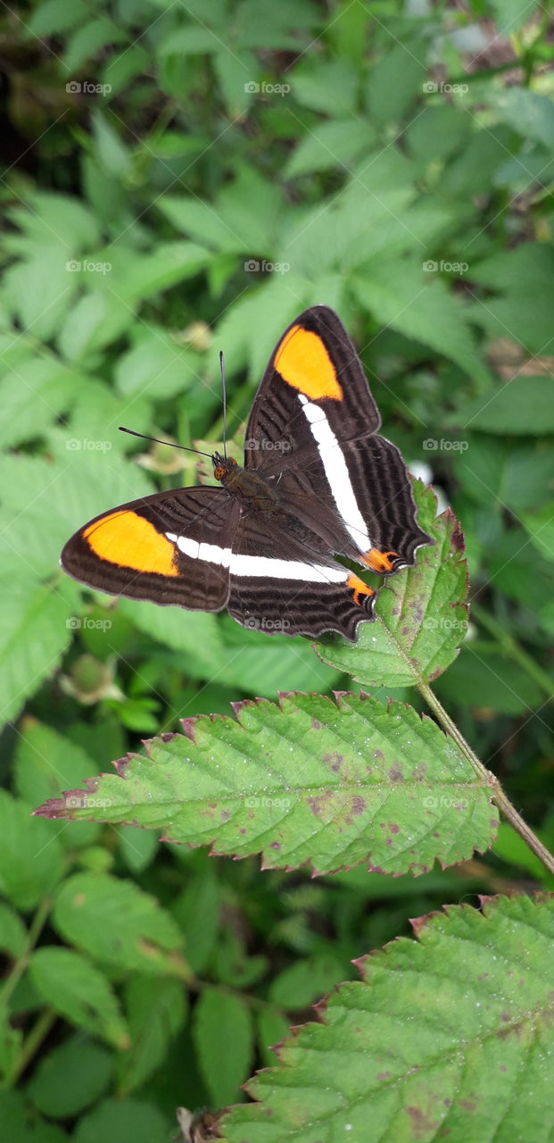 the beauty of the nature