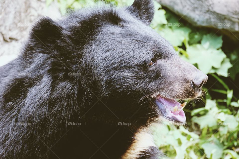 Bear 