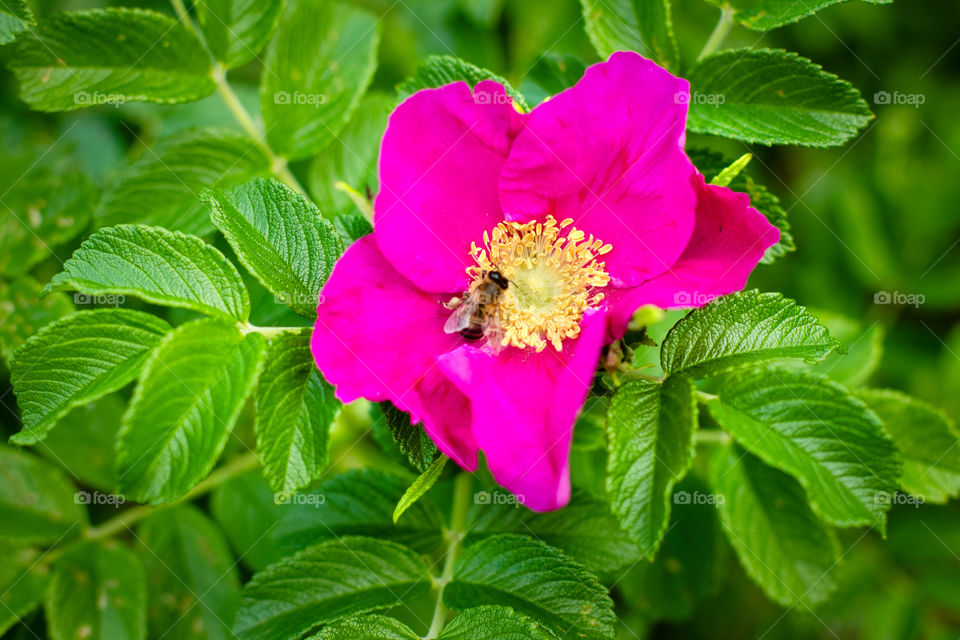 Blooming dog rose with bee