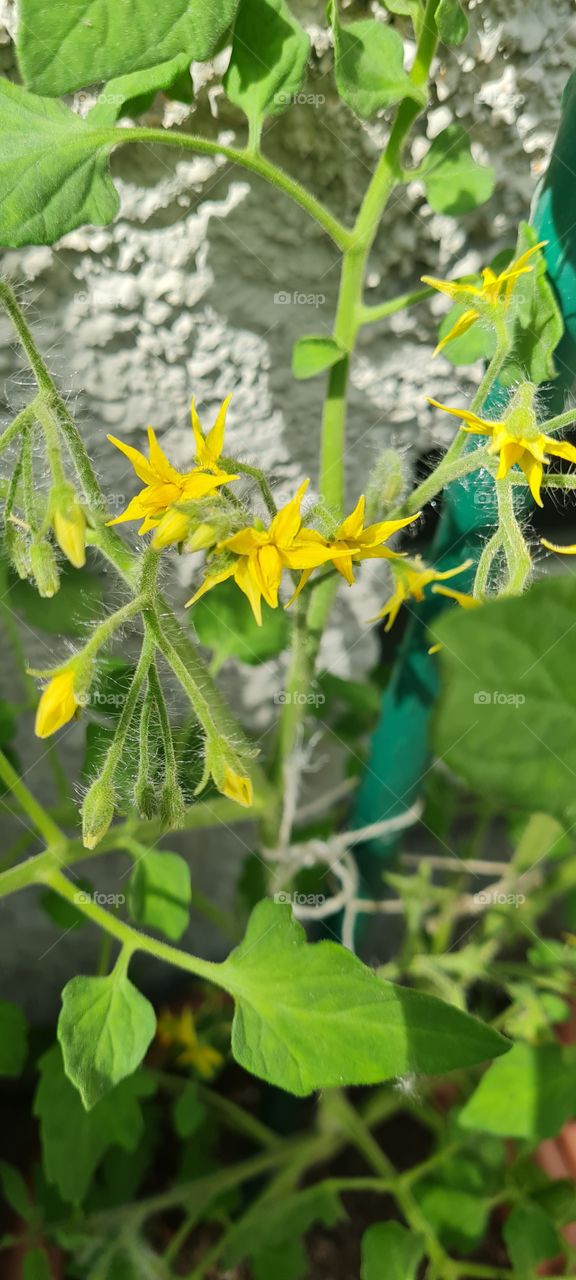 tomato flowers