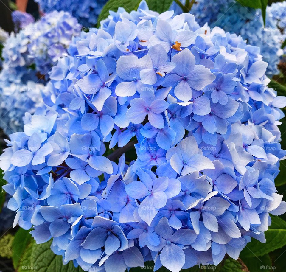 Purplish-blue hydrangeas—taken in Ludington, Michigan 