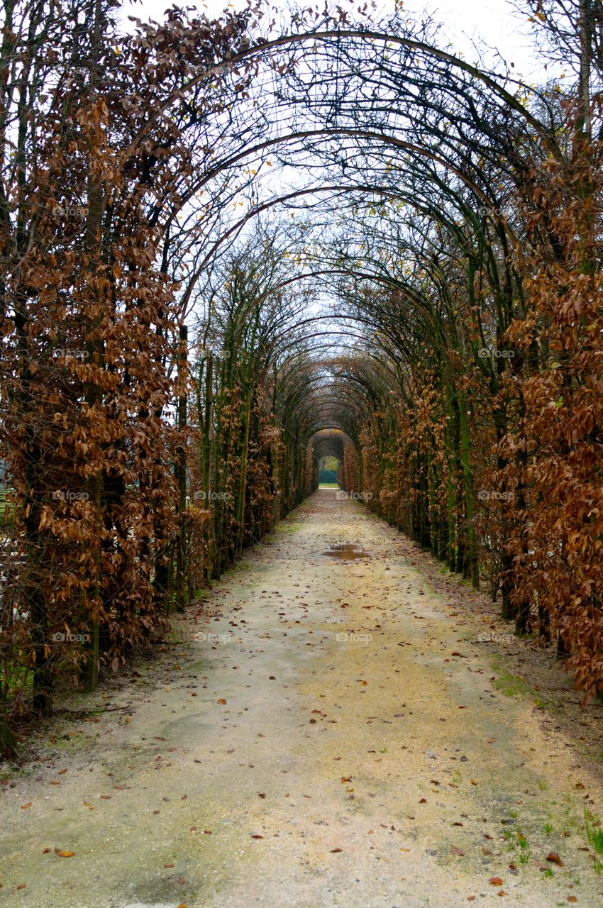 Tree tunnel in Colorno