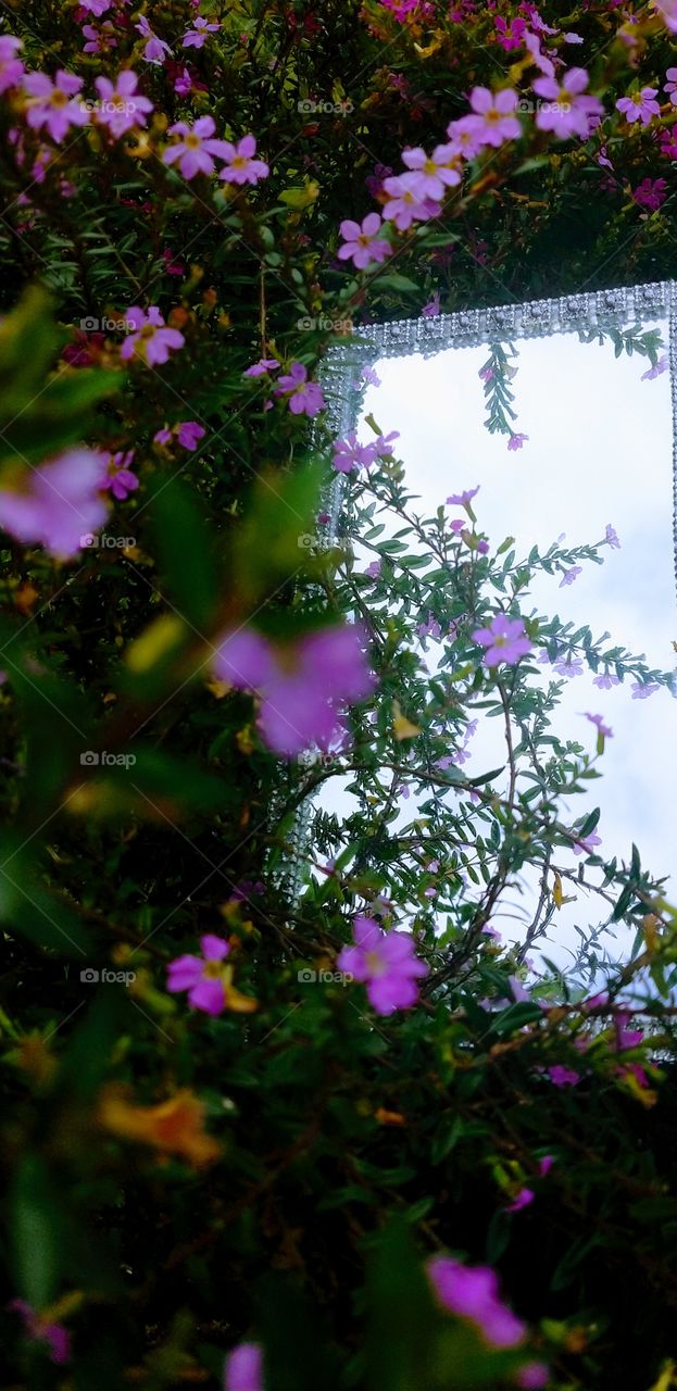 Nature, Natureza, Flores.