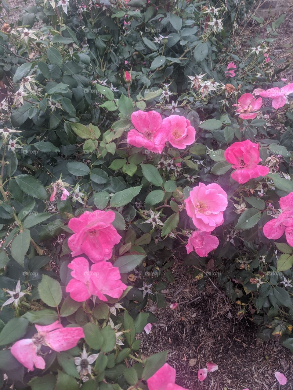 Beautiful Roses 🌹🌹🌹 Roses are one of the most beautiful flowers that comes with different colours and species that attracts most of the people like us ❤️❤️🌹🌹